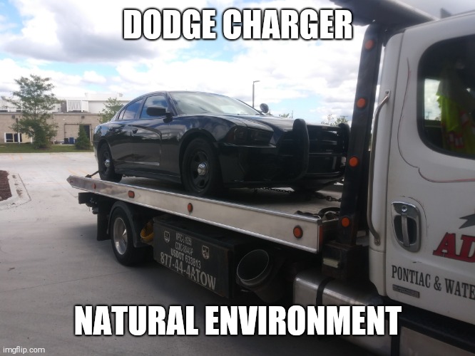 DODGE CHARGER; NATURAL ENVIRONMENT | image tagged in dodge | made w/ Imgflip meme maker
