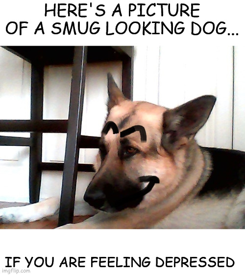 I'm still bored | HERE'S A PICTURE OF A SMUG LOOKING DOG... IF YOU ARE FEELING DEPRESSED | image tagged in dogs | made w/ Imgflip meme maker