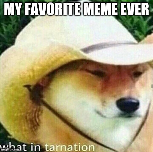 What in tarnation dog | MY FAVORITE MEME EVER | image tagged in what in tarnation dog | made w/ Imgflip meme maker