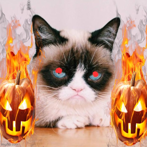 grumpy cat again | THIS IS THE ONLY LEFT. AN IT'S HAUNTED? | image tagged in grumpy cat again | made w/ Imgflip meme maker