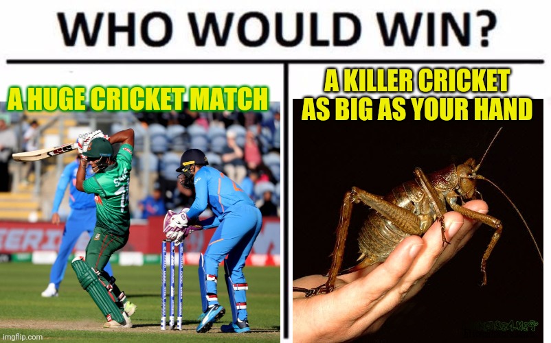 Cricket |  A KILLER CRICKET AS BIG AS YOUR HAND; A HUGE CRICKET MATCH | image tagged in who would win,cricket,cricket match,insects | made w/ Imgflip meme maker