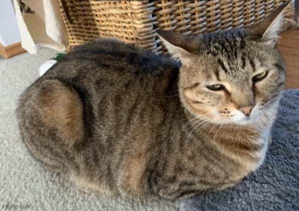 Cat loaf | image tagged in cat loaf,chonk,amber | made w/ Imgflip meme maker