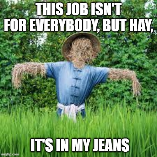 Hay, it's in my jeans: Scarecrow meme. |  THIS JOB ISN'T FOR EVERYBODY, BUT HAY, IT'S IN MY JEANS | image tagged in scarecrow,hay,field | made w/ Imgflip meme maker