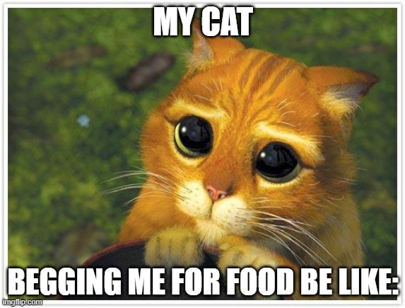 Shrek Cat | MY CAT; BEGGING ME FOR FOOD BE LIKE: | image tagged in memes,shrek cat | made w/ Imgflip meme maker