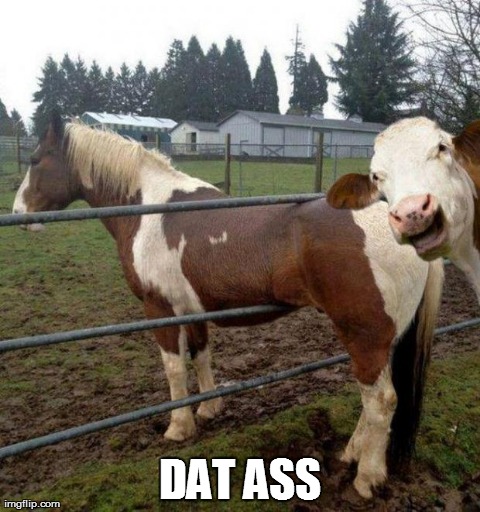 image tagged in funny,animals,horse,cow | made w/ Imgflip meme maker