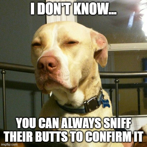 Suspicious Dog | I DON'T KNOW... YOU CAN ALWAYS SNIFF THEIR BUTTS TO CONFIRM IT | image tagged in suspicious dog | made w/ Imgflip meme maker