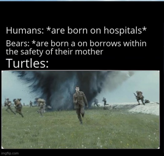 How turtles survive | image tagged in memes | made w/ Imgflip meme maker