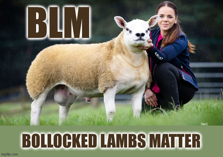 BOLLOCKED LAMBS MATTER -- this one is obviously a Republican | BLM; BOLLOCKED LAMBS MATTER | image tagged in balls,lamb,republican | made w/ Imgflip meme maker