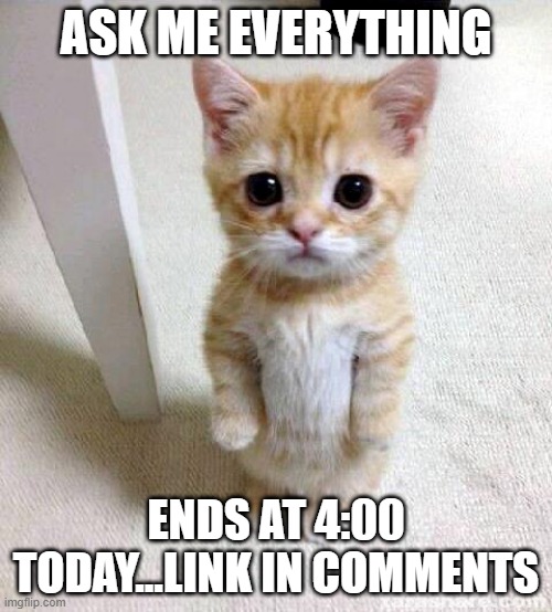 ask me anything | ASK ME EVERYTHING; ENDS AT 4:00 TODAY...LINK IN COMMENTS | image tagged in memes,cute cat | made w/ Imgflip meme maker