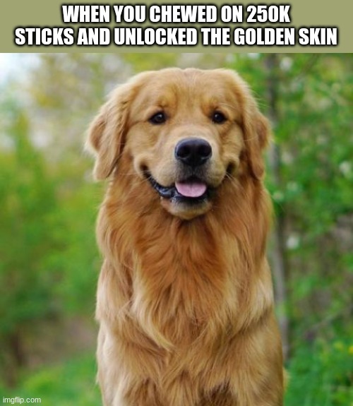it's a GOLDEN retriever, get it? |  WHEN YOU CHEWED ON 250K STICKS AND UNLOCKED THE GOLDEN SKIN | image tagged in doggo | made w/ Imgflip meme maker