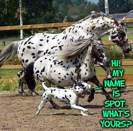 "I knew we were family as soon as I spotted you." |  HI!  MY NAME 
IS SPOT. WHAT'S YOURS? — | image tagged in vince vance,dogs,horses,spotted,animal memes,dalmatians | made w/ Imgflip meme maker