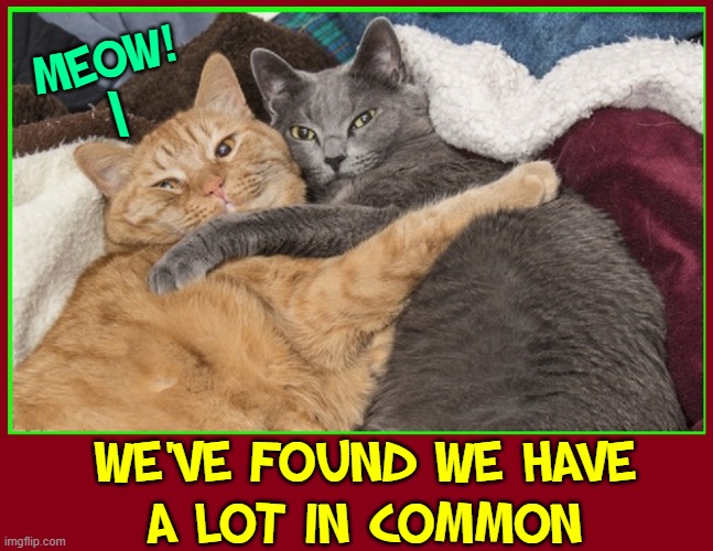 Besides that We Both Speak Felinese | MEOW! \; WE'VE FOUND WE HAVE
A LOT IN COMMON | image tagged in vince vance,cats,purr,meow,funny cat memes | made w/ Imgflip meme maker