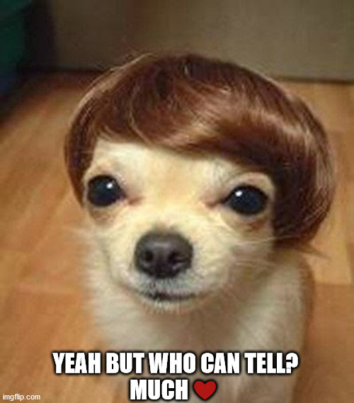 hairpiece | YEAH BUT WHO CAN TELL? 
MUCH ❤️ | image tagged in barber,hairstylist | made w/ Imgflip meme maker