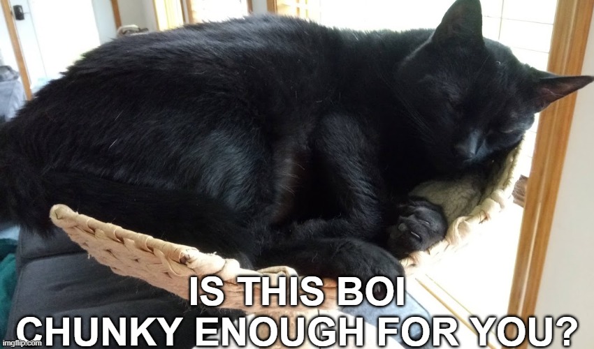Sleepythickboy2020 | IS THIS BOI CHUNKY ENOUGH FOR YOU? | image tagged in fat,thicc,cute cat,adorable,nice | made w/ Imgflip meme maker