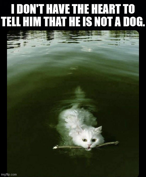 I DON'T HAVE THE HEART TO TELL HIM THAT HE IS NOT A DOG. | image tagged in cats | made w/ Imgflip meme maker