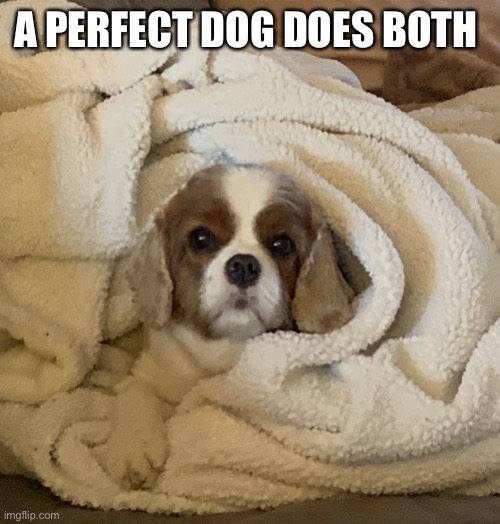 A PERFECT DOG DOES BOTH | made w/ Imgflip meme maker