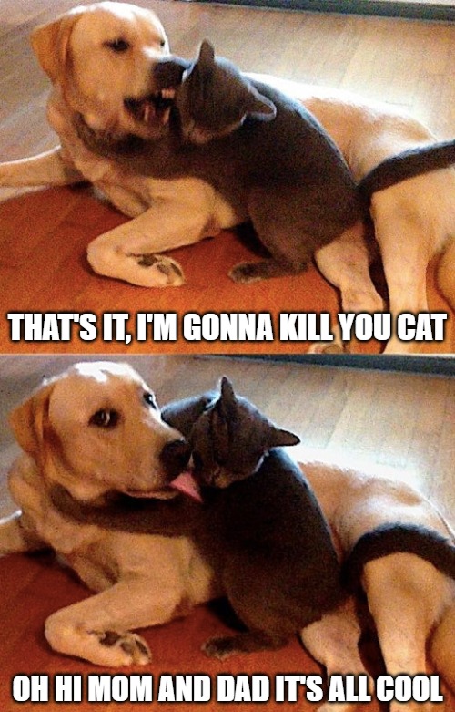 Everything be chillin' | THAT'S IT, I'M GONNA KILL YOU CAT; OH HI MOM AND DAD IT'S ALL COOL | image tagged in cats,dogs,memes,fun,funny,2020 | made w/ Imgflip meme maker
