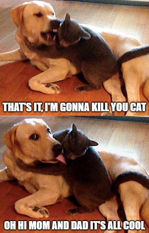 Next time cat, next time | image tagged in dogs,cats,memes,fun,funny,2020 | made w/ Imgflip meme maker
