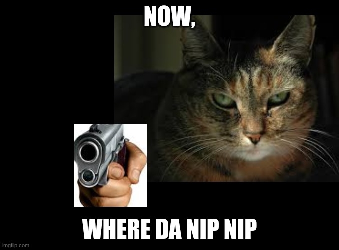 where nip | NOW, WHERE DA NIP NIP | image tagged in cat | made w/ Imgflip meme maker