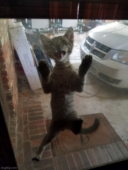 I found a cat at my door. | image tagged in memes,cats | made w/ Imgflip meme maker