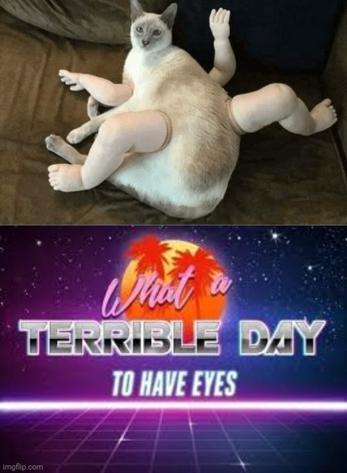 Cursed cat | image tagged in what a terrible day to have eyes,memes,meme,cats,cat,cursed image | made w/ Imgflip meme maker