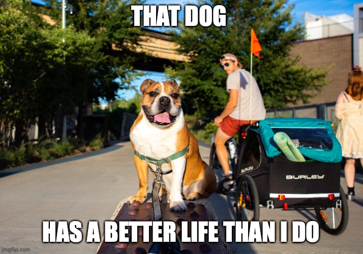 THAT DOG; HAS A BETTER LIFE THAN I DO | image tagged in bulldog,looking back | made w/ Imgflip meme maker