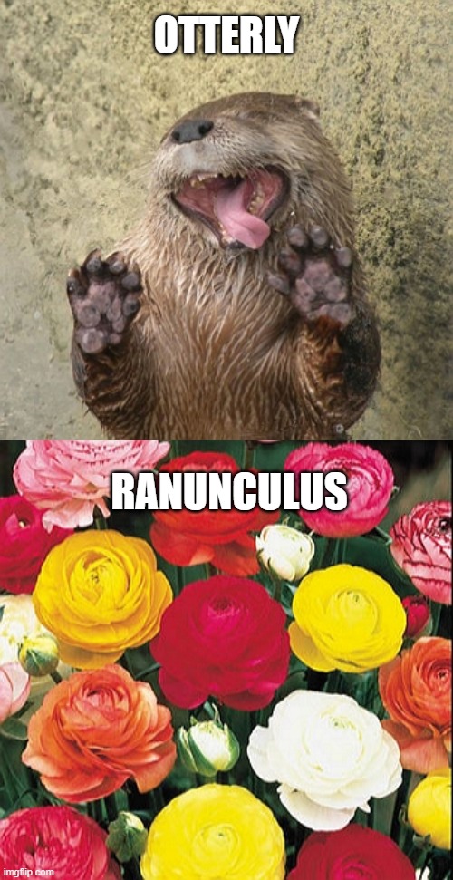 Otterly Ranunculus | OTTERLY; RANUNCULUS | image tagged in otter,otters,flowers,flower,ridiculous | made w/ Imgflip meme maker