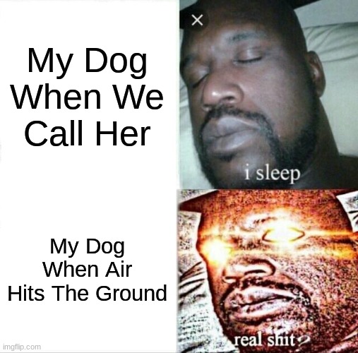 My Dog Is Like | My Dog When We Call Her; My Dog When Air Hits The Ground | image tagged in memes,sleeping shaq | made w/ Imgflip meme maker