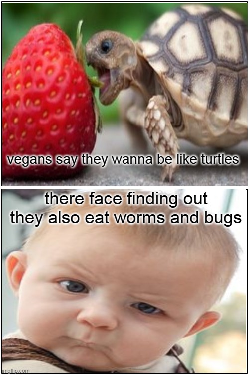 #turtles ain't vegans | vegans say they wanna be like turtles; there face finding out they also eat worms and bugs | image tagged in memes,blank comic panel 1x2 | made w/ Imgflip meme maker