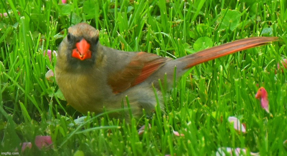 female cardinal | image tagged in cardinals,bird | made w/ Imgflip meme maker