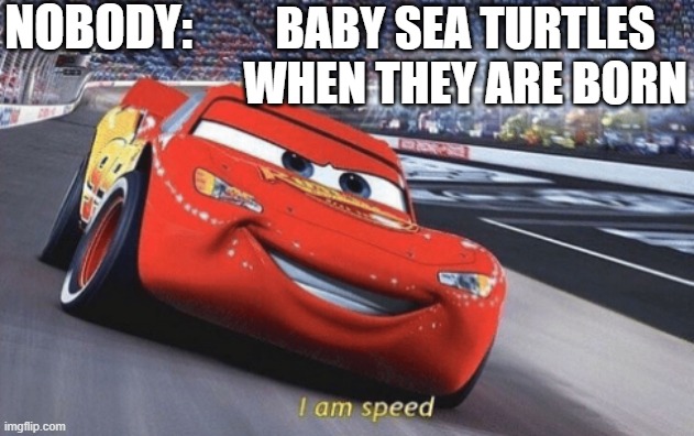 I am speed | NOBODY:; BABY SEA TURTLES WHEN THEY ARE BORN | image tagged in i am speed | made w/ Imgflip meme maker