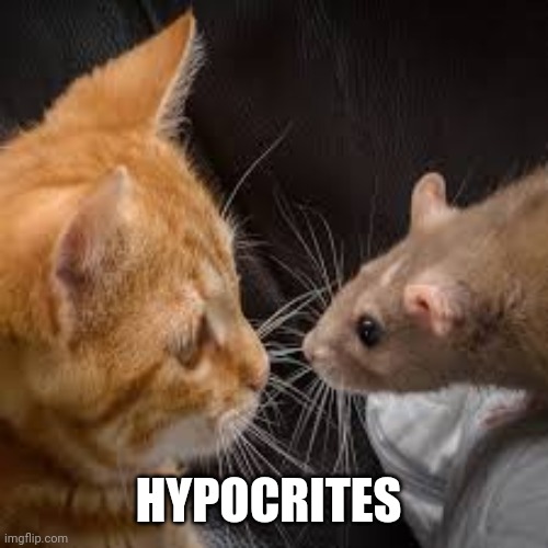 HYPOCRITES | image tagged in cat and mouse | made w/ Imgflip meme maker