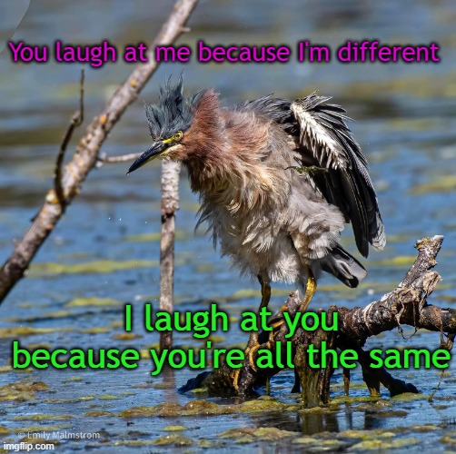 Green Heron | You laugh at me because I'm different; I laugh at you because you're all the same | image tagged in bird | made w/ Imgflip meme maker