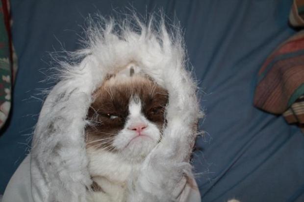 High Quality Cold grumpy cat  Blank Meme Template