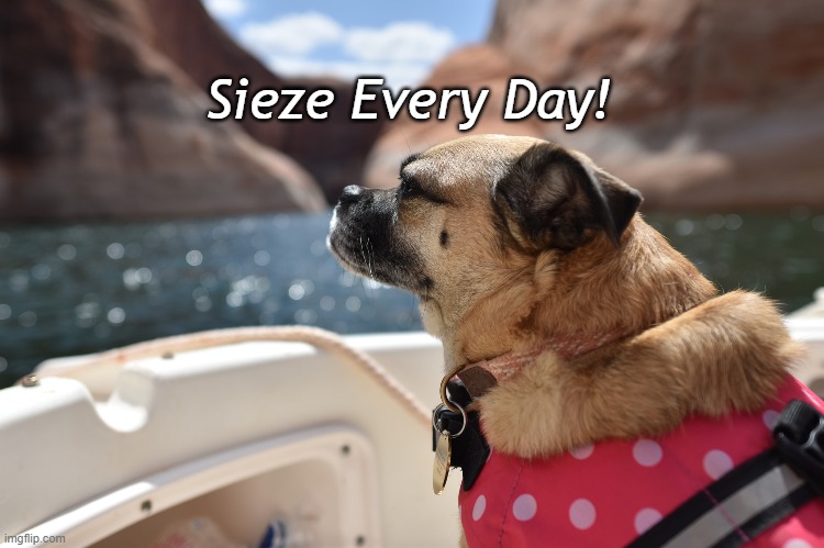 Mila | Sieze Every Day! | image tagged in dog | made w/ Imgflip meme maker
