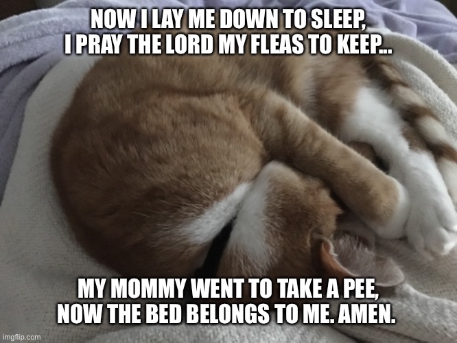 Now I lay me down to sleep... | NOW I LAY ME DOWN TO SLEEP, I PRAY THE LORD MY FLEAS TO KEEP... MY MOMMY WENT TO TAKE A PEE, NOW THE BED BELONGS TO ME. AMEN. | image tagged in sleep,cat | made w/ Imgflip meme maker