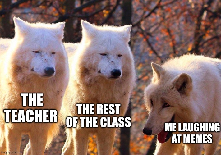 Grump Wolves | THE REST OF THE CLASS; THE TEACHER; ME LAUGHING AT MEMES | image tagged in grump wolves | made w/ Imgflip meme maker