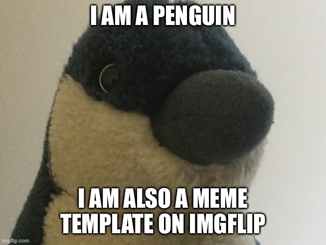 Penguin boi | I AM A PENGUIN; I AM ALSO A MEME TEMPLATE ON IMGFLIP | image tagged in penguin boi,penguin | made w/ Imgflip meme maker