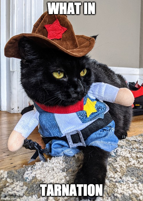 what in tarnation | WHAT IN; TARNATION | image tagged in what in tarnation,pickles,cat,cowboy,sheriff,costume | made w/ Imgflip meme maker