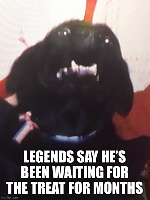 Anticipating dog | LEGENDS SAY HE’S BEEN WAITING FOR THE TREAT FOR MONTHS | image tagged in funny dogs | made w/ Imgflip meme maker