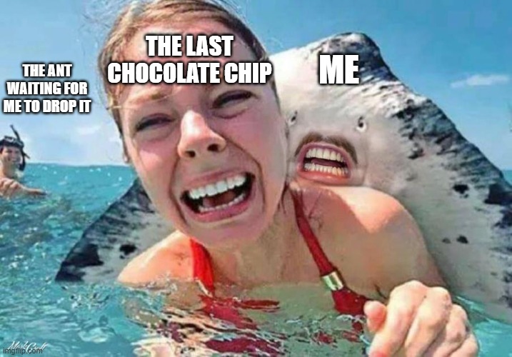 Chocolate chip | THE LAST CHOCOLATE CHIP; THE ANT WAITING FOR ME TO DROP IT; ME | image tagged in memes | made w/ Imgflip meme maker