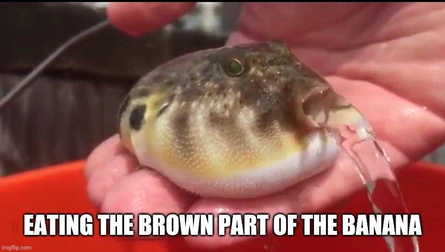 Puffer barf | EATING THE BROWN PART OF THE BANANA | image tagged in puffer barf | made w/ Imgflip meme maker
