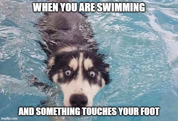 ? | WHEN YOU ARE SWIMMING; AND SOMETHING TOUCHES YOUR FOOT | image tagged in scared,dog,swimming | made w/ Imgflip meme maker
