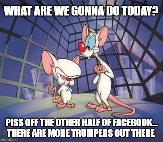 Pink & The Brain Trumpers | WHAT ARE WE GONNA DO TODAY? PISS OFF THE OTHER HALF OF FACEBOOK...  
   THERE ARE MORE TRUMPERS OUT THERE | image tagged in pinky and the brain,trump | made w/ Imgflip meme maker