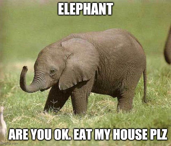 Baby elephant | ELEPHANT ARE YOU OK. EAT MY HOUSE PLZ | image tagged in baby elephant | made w/ Imgflip meme maker