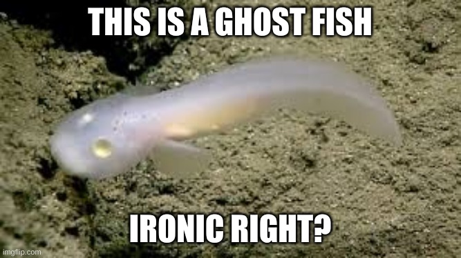 THIS IS A GHOST FISH; IRONIC RIGHT? | made w/ Imgflip meme maker
