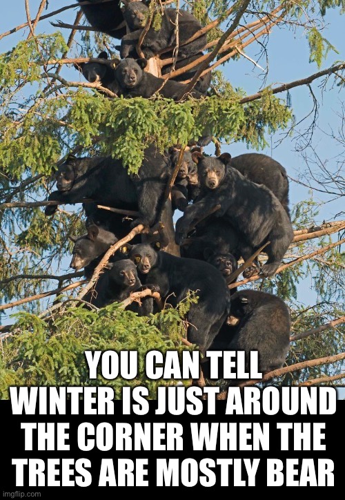 YOU CAN TELL WINTER IS JUST AROUND THE CORNER WHEN THE TREES ARE MOSTLY BEAR | image tagged in funny memes,bears | made w/ Imgflip meme maker