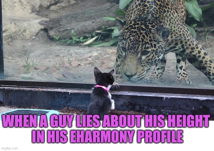 Eventually You’ll Meet and the Cat Will Be Out of the Bag | WHEN A GUY LIES ABOUT HIS HEIGHT 
IN HIS EHARMONY PROFILE | image tagged in funny memes,cats,online dating | made w/ Imgflip meme maker