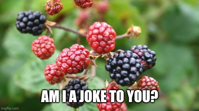 blackberry | AM I A JOKE TO YOU? | image tagged in blackberry | made w/ Imgflip meme maker