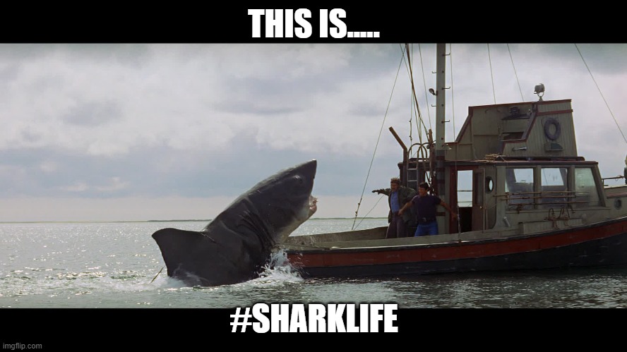 Jaws Boat | THIS IS..... #SHARKLIFE | image tagged in jaws boat | made w/ Imgflip meme maker